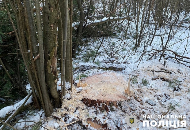 У Харитонівській громаді викрили причетного до незаконної порубки лісу – 27-річний чоловік зарубав 6 дерев