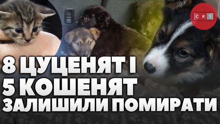 Волонтери Житомира врятували 8 цуценят і 5 кошенят: їх викинули в лісі за містом (ВІДЕО)