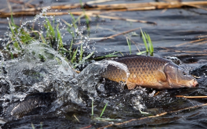 На Житомирщині у квітні вступає в силу заборона на вилов риби