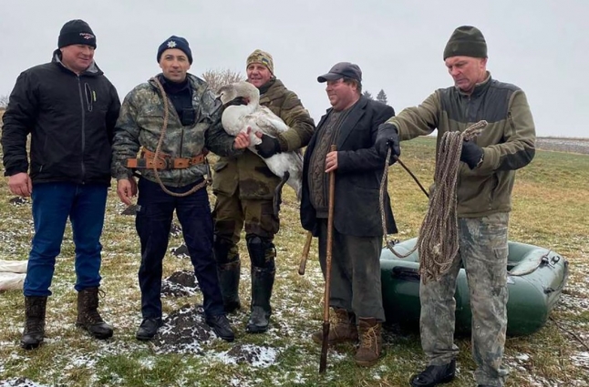 На Звягельщині врятували лебедя із замерзлої річки