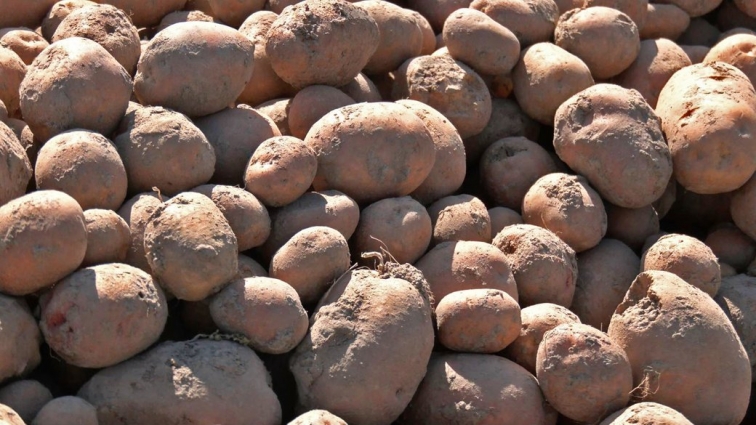 На Житомирщині закінчується збір овочевих культур: зібрано понад 2 тис. тонн картоплі, овочів та баштанних культур – 383 тис. тонн
