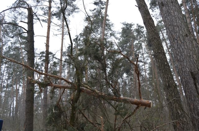 Смертельне травмування 16-річного хлопця від падіння сухостою у лісництві – на Житомирщині майстру лісу повідомили про підозру