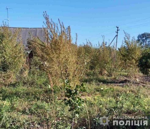 У Миропільській громаді чоловік вирощував коноплі для виготовлення прикорму для риб