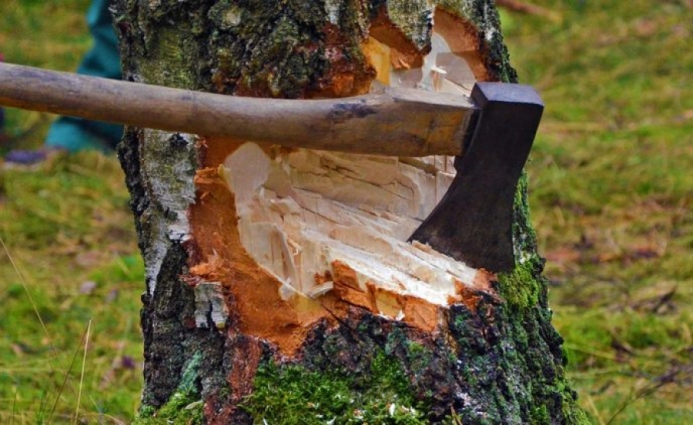 Овруцький профліцей відшкодував понад 30 тис. грн. за незаконну порубку дерев в парку-пам’ятці садово-паркового мистецтва місцевого значення «Юліно»