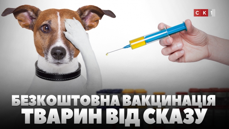 На Житомирщині можна безкоштовно провакцинувати домашніх тварин від сказу (ВІДЕО)