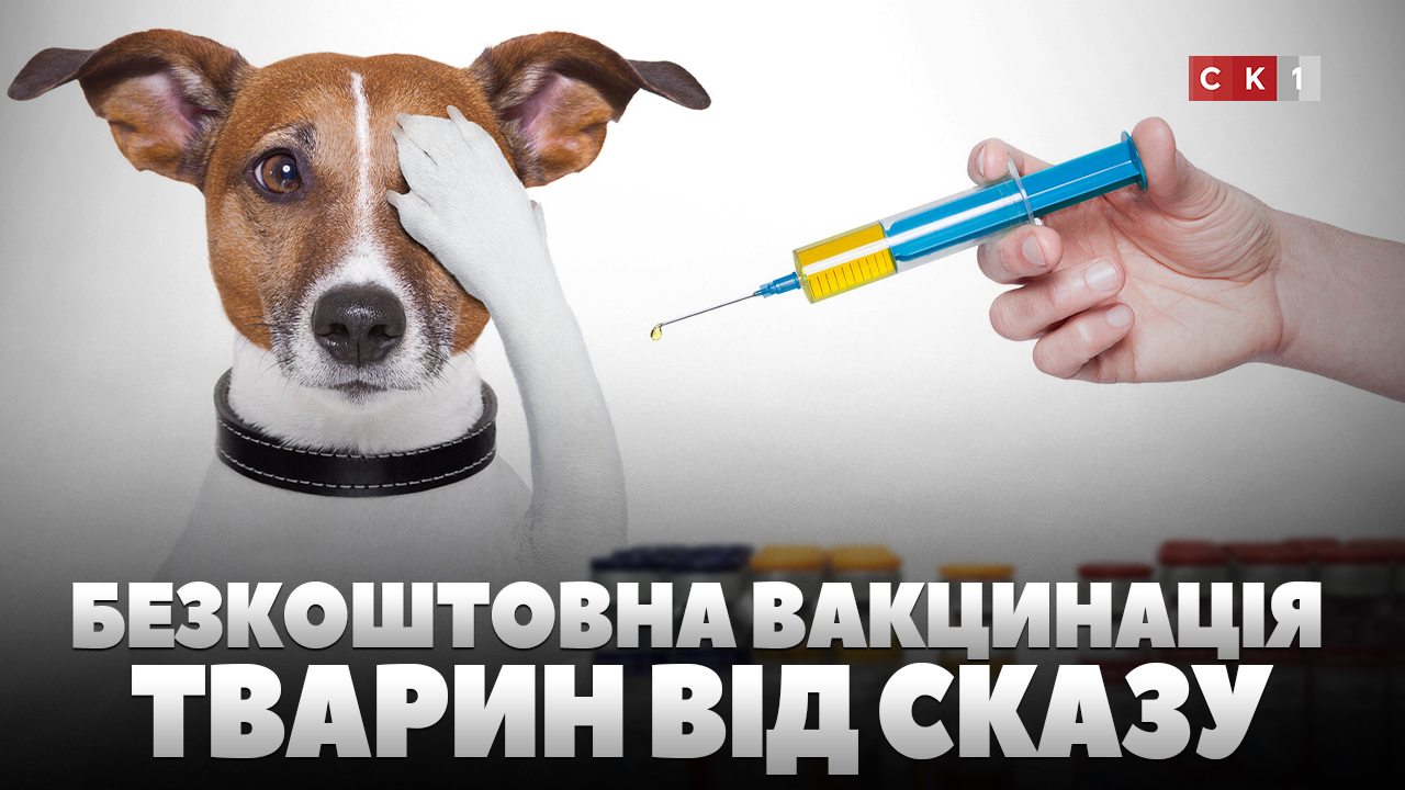 На Житомирщині можна безкоштовно провакцинувати домашніх тварин від сказу (ВІДЕО)
