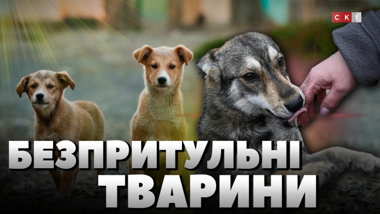 Що робити з безпритульними тваринами: думки житомирян (ОПИТУВАННЯ)
