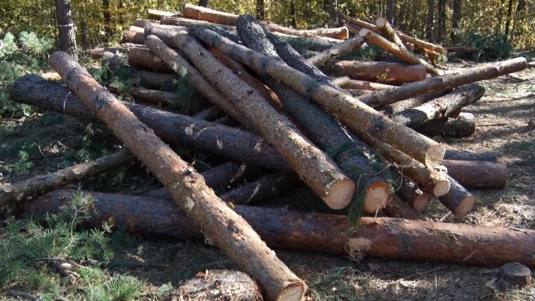 Жителі Тетерівського масиву скаржаться, що за їхніми будинками вирубають ліс