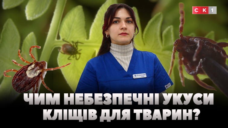 Як захистити улюбленця від кліщів: поради ветеринара (ВІДЕО)
