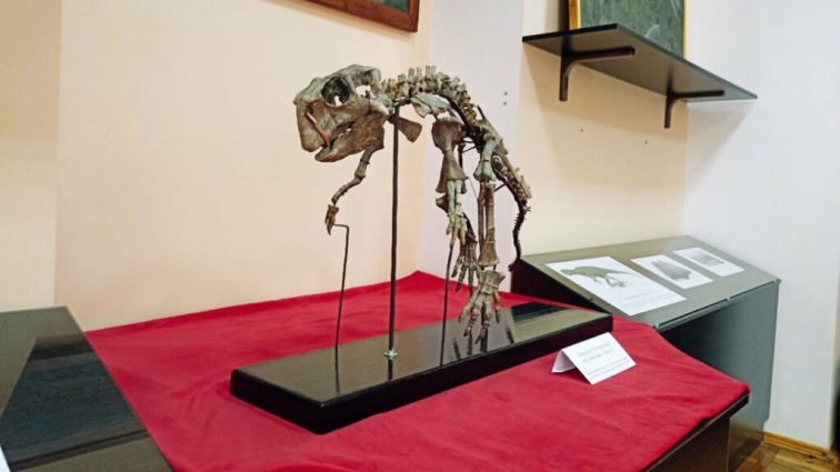 В житомирському краєзнавчому музеї вперше експонують скелет динозавра