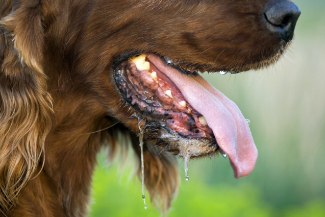 У Житомирській області минулого року виявили понад 70 випадків сказу: серед хворих найбільше собак та лисиць