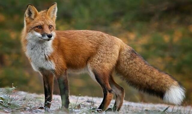 На Звягельщині лисиця покусала дитину: контролювати популяцію тварин рекомендують відстрілом в мисливських угіддях