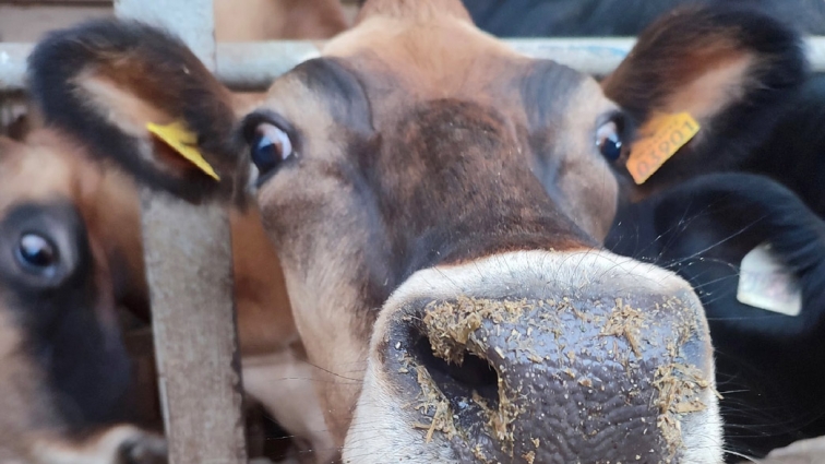 На Житомирщині близько 122 тисяч голів великої рогатої худоби