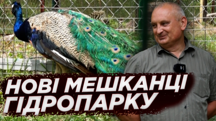У Житомирському Гідропарку з’явилися нові мешканці: фазанів та павичів евакуювали зі Сходу України (ВІДЕО)