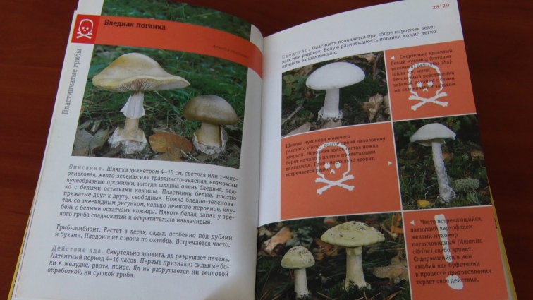 Безпечне вживання грибів