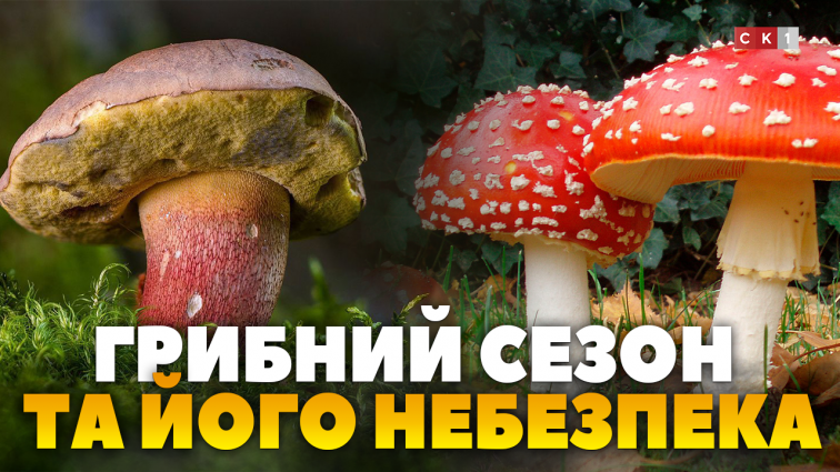 На Житомирщині триває грибний сезон: що треба знати про його небезпеку? (ВІДЕО)