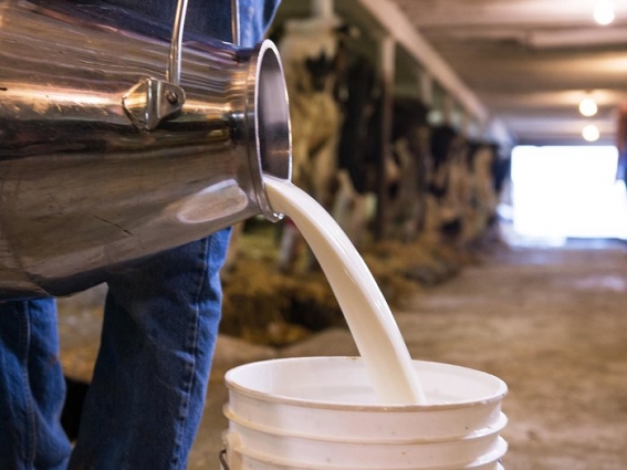 На Житомирщині вироблено майже 30 тисяч тонн молока за січень 2023 року