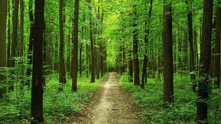 Від початку року філії Столичного лісового офісу поповнили бюджет країни та громад на понад 403 мільйони гривень