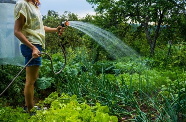 У Житомирі людям які не мають лічильника на воду, нараховуватимуть плату за полив присадибних ділянок