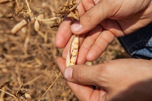 На Житомирщині завершується збір ранніх зернових та зернобобових культур