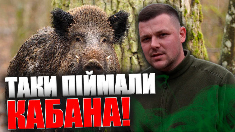 Лісівники піймали дикого кабана, який гуляв парком Житомира: де він зараз (ВІДЕО)