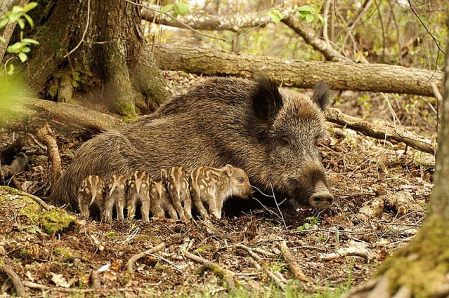 На Житомирщині браконьєри застрелили самку дикого кабана