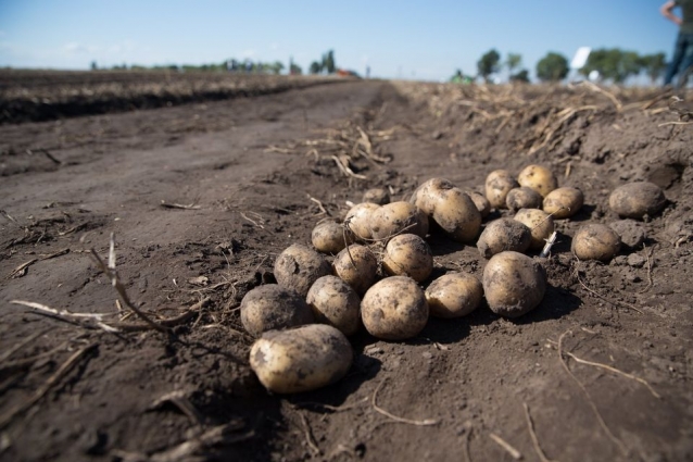 На Житомирщині зібрано картоплю з майже 100% площ