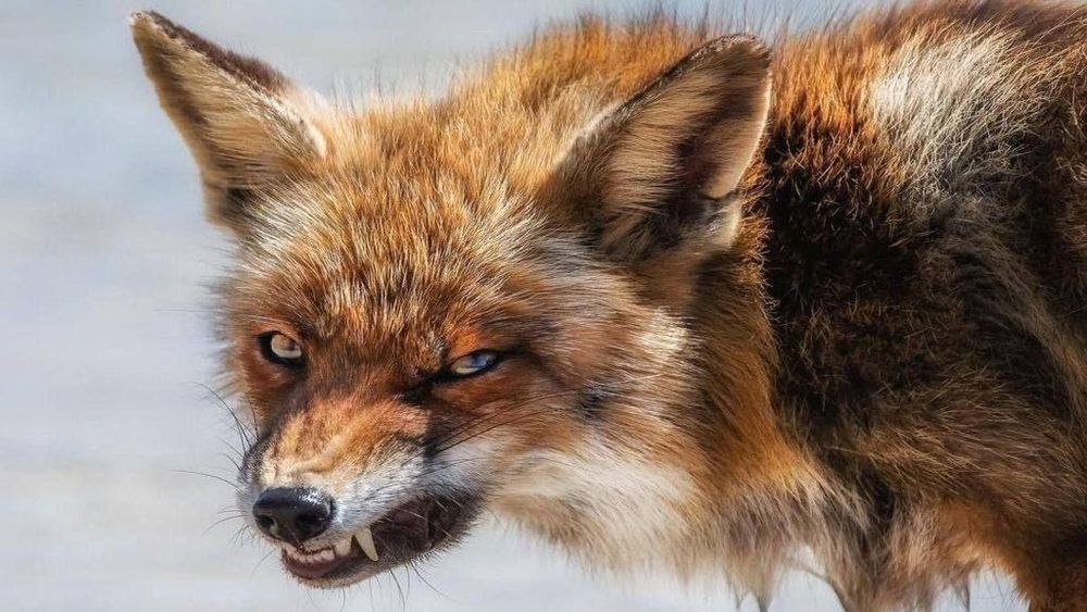 У Житомирі на території стадіону Агротехнічного коледжу виявили мертву лисицю, тварина була інфікована на сказ