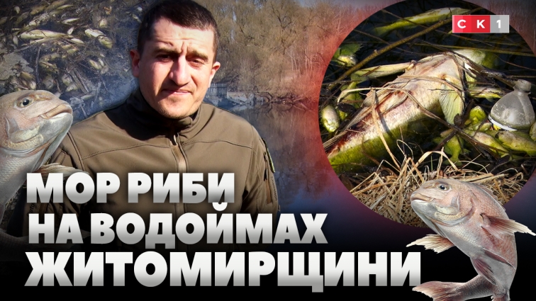 Тонни мертвої риби на берегах водойм Житомирщини: місцеві називають це екологічною катастрофою (ВІДЕО)