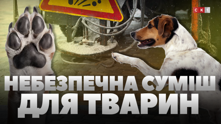 Піщано-сольова суміш та реагенти на дорогах шкодять чотирилапим: ветеринари застерігають (ВІДЕО)