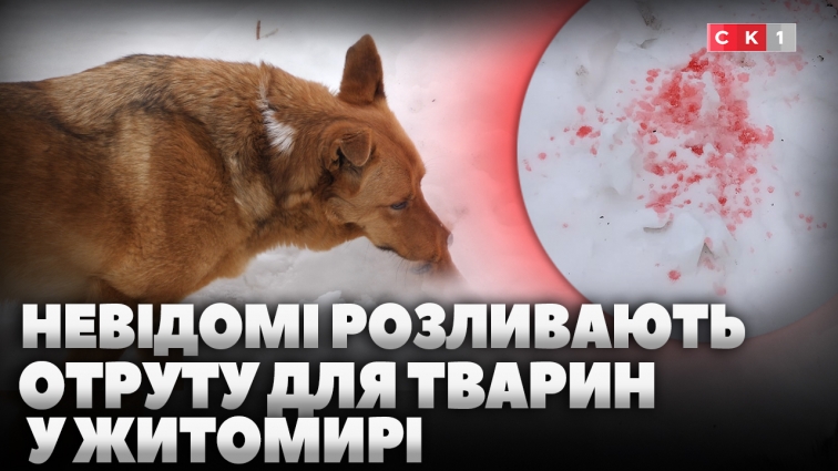 Невідомі розливають отруту для тварин на вулицях Житомира: як уберегти свого улюбленця? (ВІДЕО)