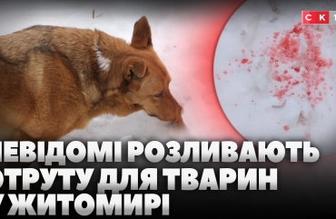 Невідомі розливають отруту для тварин на вулицях Житомира: як уберегти свого улюбленця? (ВІДЕО)