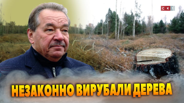 Незаконно вирубали дерева у с. Видумка: за словами власника ділянки постраждало понад 4 га лісу (ВІДЕО)