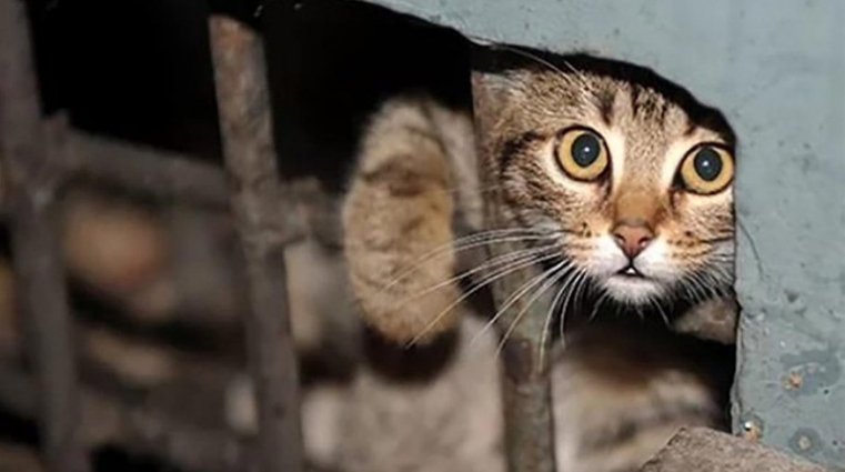 У Чуднові невідомий чоловік вбив кота: до поліції звернень не надходило