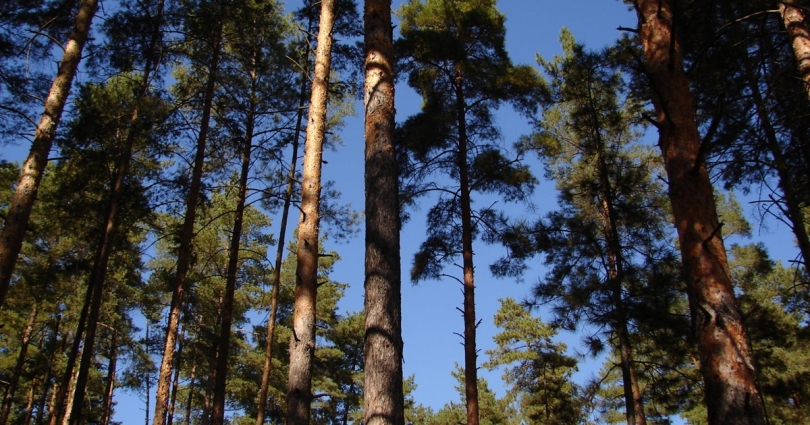 Прокуратура Житомирщини попередила вибуття з користування ЗСУ земель площею 2,5 га, вкритих лісом