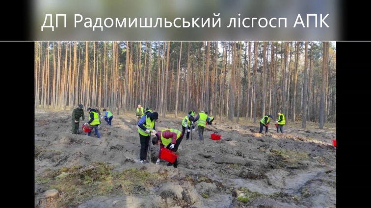 Житомирська область увійшла до Книги рекордів України, висадивши найбільшу кількість дерев за добу