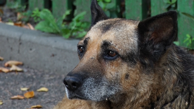 У Житомирі чоловік двічі переїхав собаку: чотирилапий залишився живим