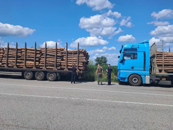 На Житомирщині виявили вантажівки, які під виглядом дров перевозили ділову деревину