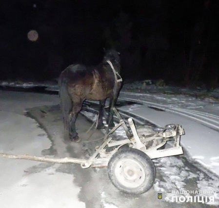 У Звягельському районі зіткнулись автівка та віз, травми отримав 24-річний чоловік