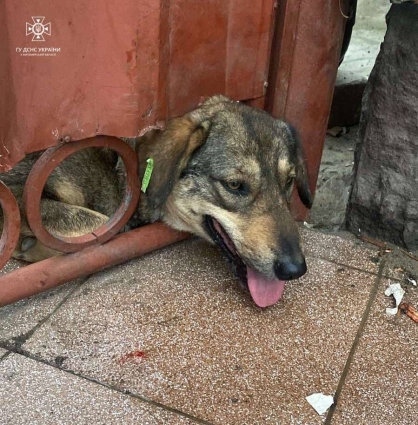 У Коростені рятувальники вивільнили з металевого паркану собаку (ФОТО; ВІДЕО)