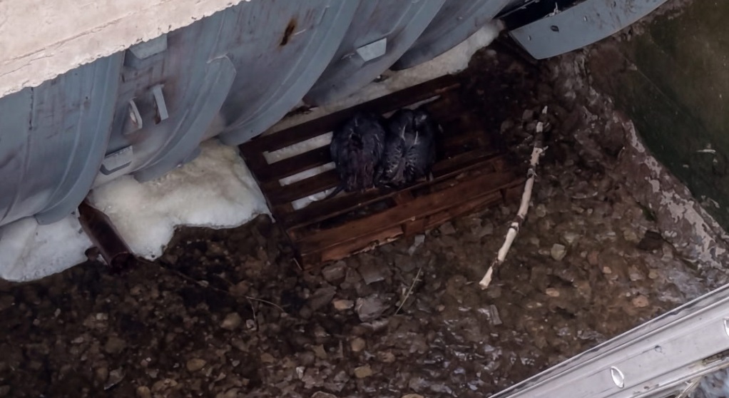 У Бердичівському районі рятувальники витягнули з пастки двох бобрів