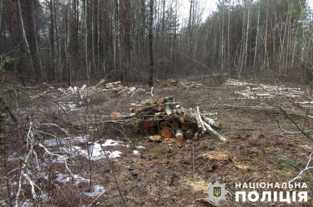 У Звягельській громаді двоє чоловіків незаконно вирізали близько 9 кубів лісу
