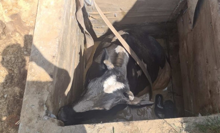 У Денишах рятувальники вивільнили корову з каналізаційної ями