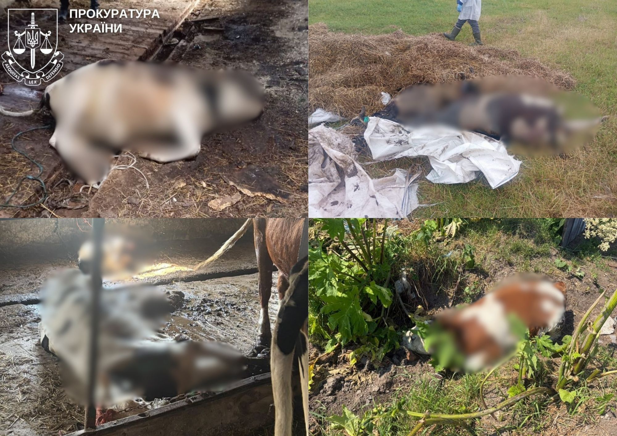 Через службову недбалість директора державного підприємства на Звягельщині загинула худоба – йому повідомлено про підозру