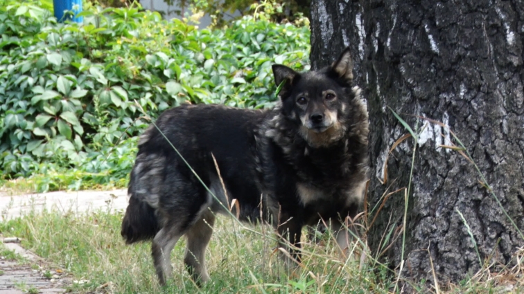 Житомирський «Центр захисту тварин» шукає охочих допомогти в підрахунку собак