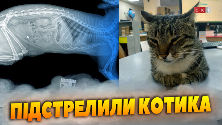 У Житомирі підстрелили котика: зараз він під наглядом ветеринарів (ВІДЕО)
