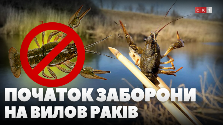 З 15 серпня на Житомирщині діє заборона на вилов раків: яке покарання передбачене для порушників (ВІДЕО)