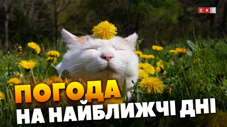 Чи прийде на Житомирщину аномальна спека: прогноз синоптиків