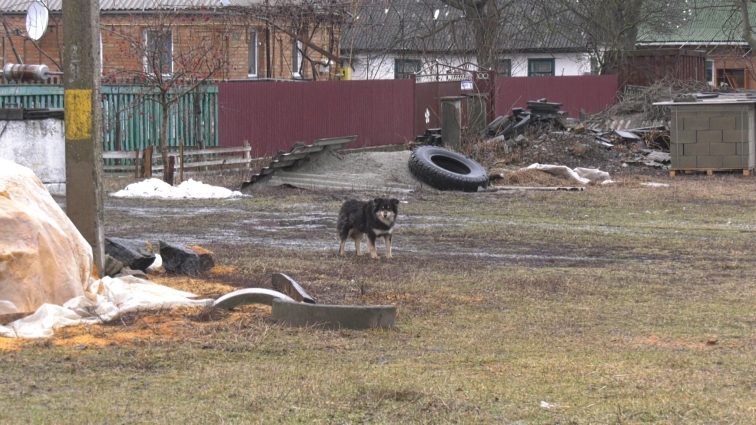 На Житомирщині скажений пес покусав 85-річну жінку