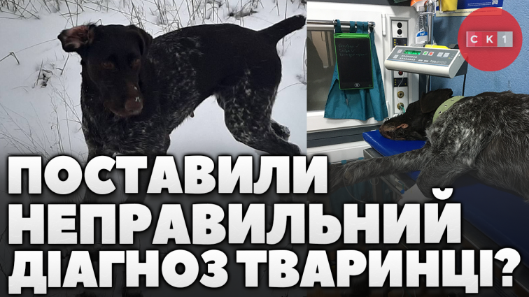 «Джесі приспали через неправильний діагноз», – житомирянка Яна скаржиться на ветклініку міста (ВІДЕО)